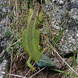 A typically resting male Schreiber's Green Lizard in the Gredos - Lacerta schreiberi © John Muddeman